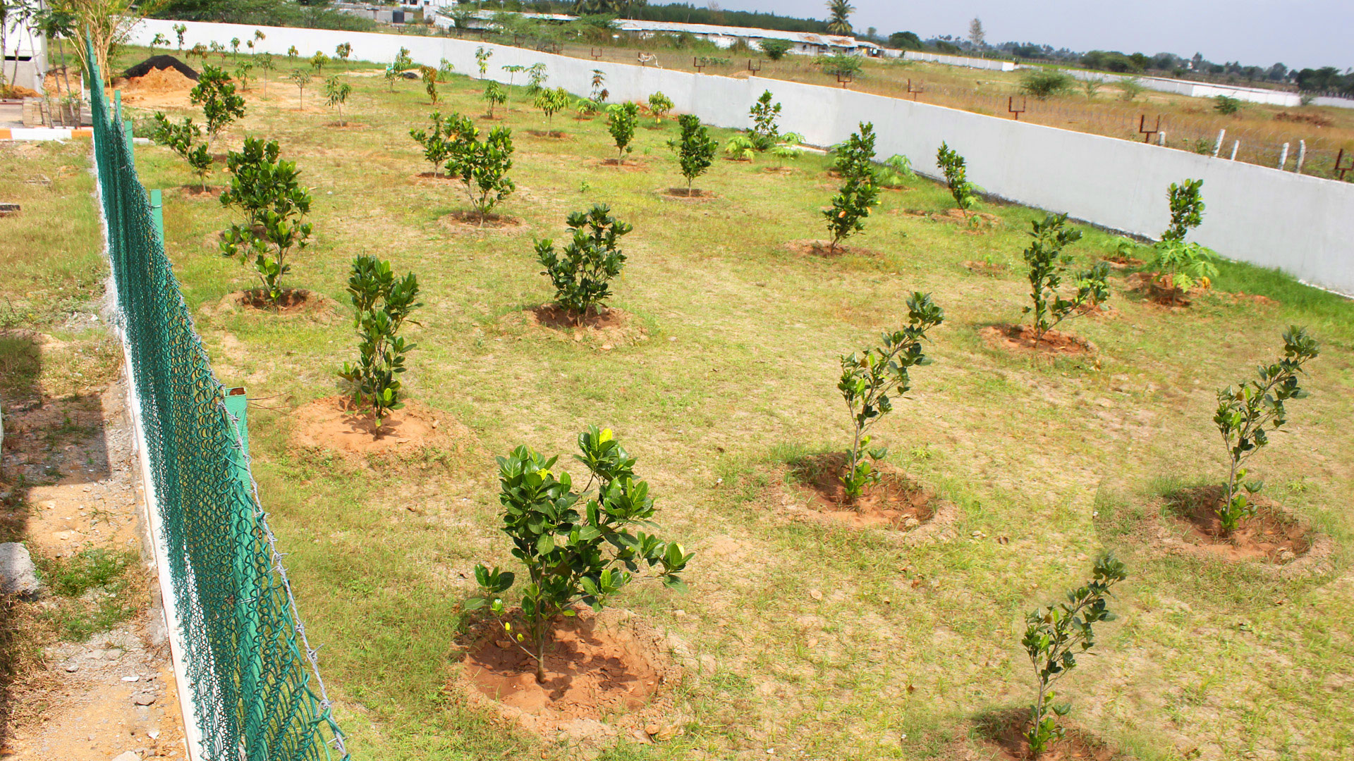 Organic fruit garden