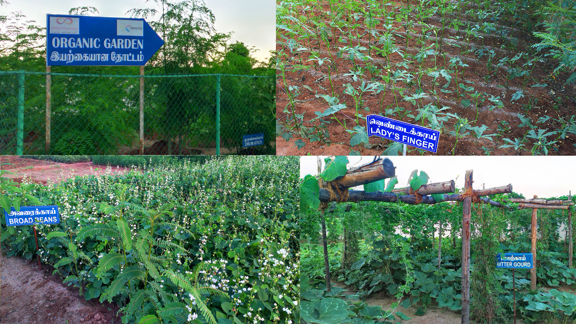 Organic vegetable garden